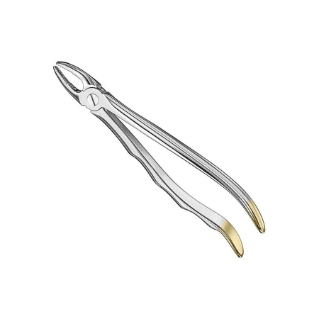 Extracting Forceps, Anat.